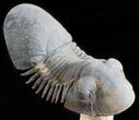 Paralejurus Trilobite Fossil - Spectacular Preparation #49584-2